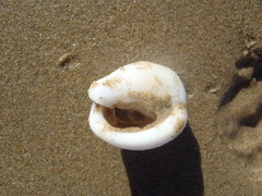 Semicassis zeylanica