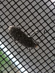 Phoenicobiella chamaeropis