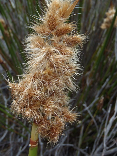 Ceratocaryum argenteum Nees ex Kunth