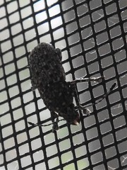 Phoenicobiella chamaeropis
