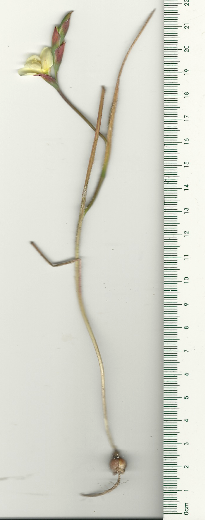 Image of Geissorhiza imbricata by (c) Jacques van der Merwe, some rights reserved (CC BY-SA)