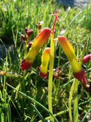 Lachenalia quadricolor