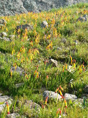 Lachenalia quadricolor