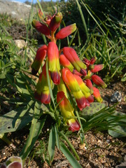 Lachenalia quadricolor