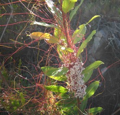 Cuscuta africana
