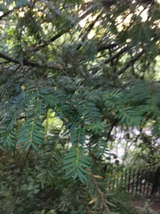 Taxus baccata