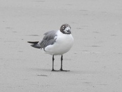 Leucophaeus atricilla megalopterus