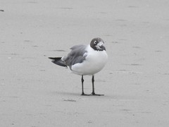 Leucophaeus atricilla megalopterus