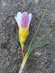 Romulea toximontana