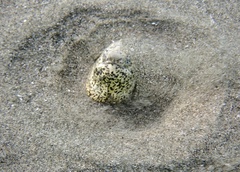 Callechelys marmorata