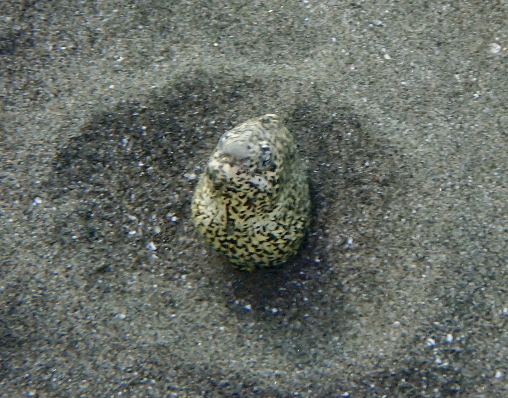 Marbled snake eel
