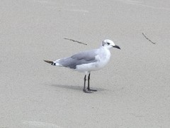 Leucophaeus atricilla megalopterus