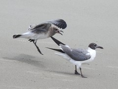 Leucophaeus atricilla megalopterus