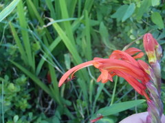 Chasmanthe aethiopica