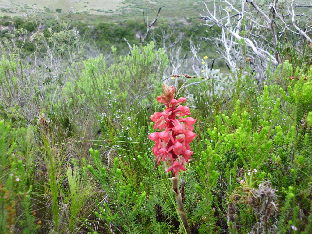 Satyrium princeps