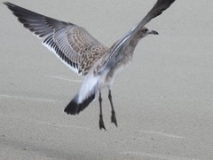 Leucophaeus atricilla megalopterus