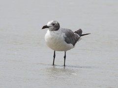 Leucophaeus atricilla megalopterus