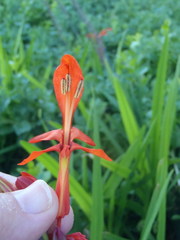 Chasmanthe aethiopica