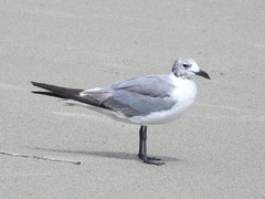 Leucophaeus atricilla megalopterus