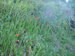 Chasmanthe aethiopica