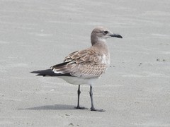 Leucophaeus atricilla megalopterus