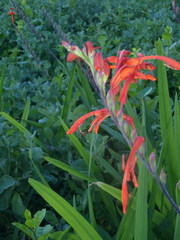 Chasmanthe aethiopica