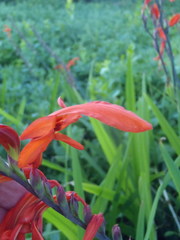 Chasmanthe aethiopica