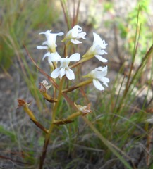 Disa sagittalis