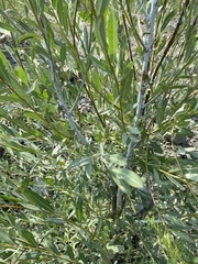 Salix rorida