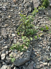 Betula platyphylla