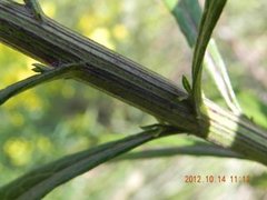 Senecio polyanthemoides