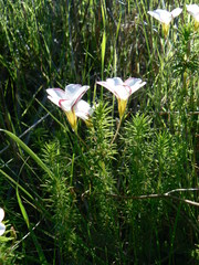Oxalis tenuifolia