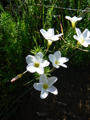 Oxalis tenuifolia