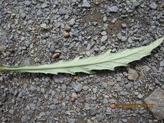 Senecio polyanthemoides