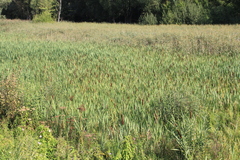 Typha latifolia