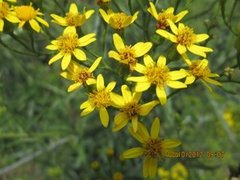 Senecio polyanthemoides