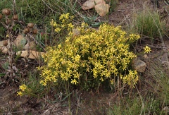 Senecio pinifolius