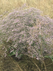 Limonium platyphyllum