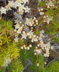 Cuscuta angulata