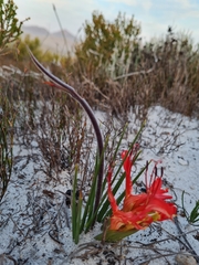 Babiana ringens australis