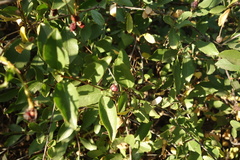Prunus fruticosa
