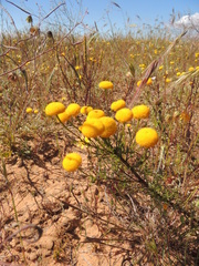 Oncosiphon grandiflorus