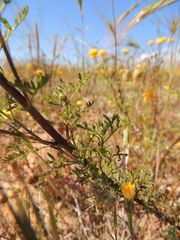 Oncosiphon grandiflorus