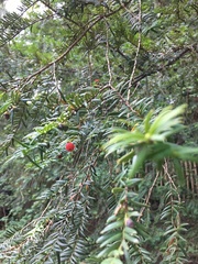 Taxus baccata