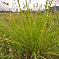 Carex zuluensis