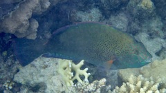 Calotomus viridescens