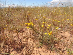 Oncosiphon grandiflorus