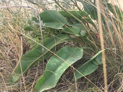 Limonium platyphyllum