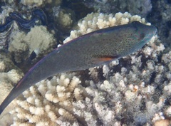 Calotomus viridescens