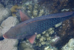 Calotomus viridescens